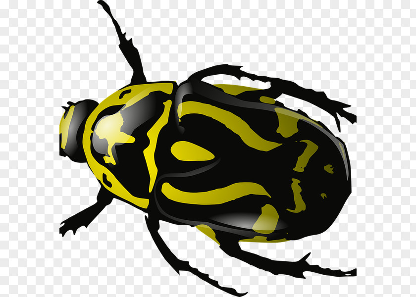 Beetle Desktop Wallpaper Clip Art PNG