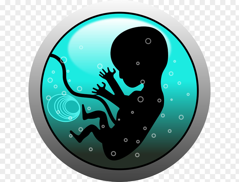 Pregnancy Infant Uterus Childbirth Amniotic Fluid PNG