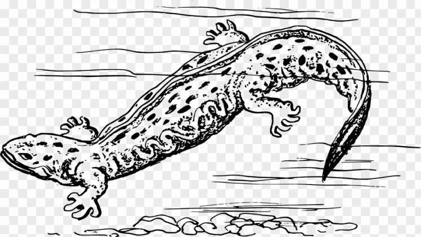 Salamander Hellbender Drawing Frog PNG