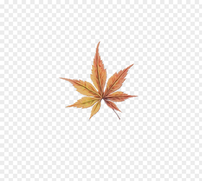 Flower Hemp Family Maple Leaf PNG