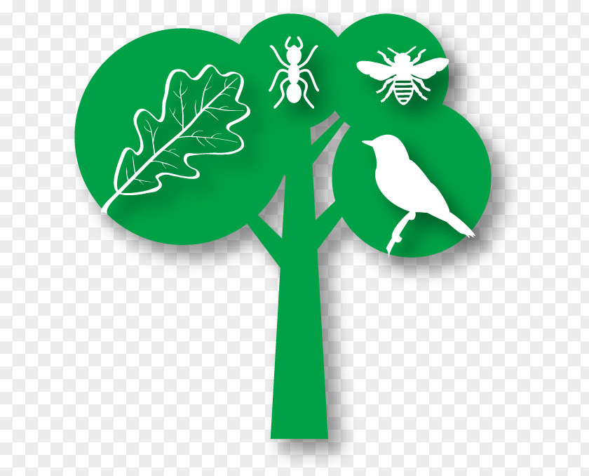 Medicago Natural Environment Tree SDL Investigacion Y Divulgacion Del Medio Ambiente SL Environmental Education Forest PNG