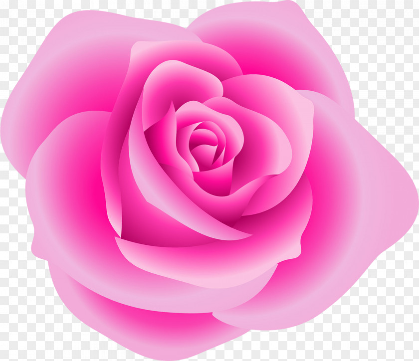 Pink Roses Rose Red Clip Art PNG