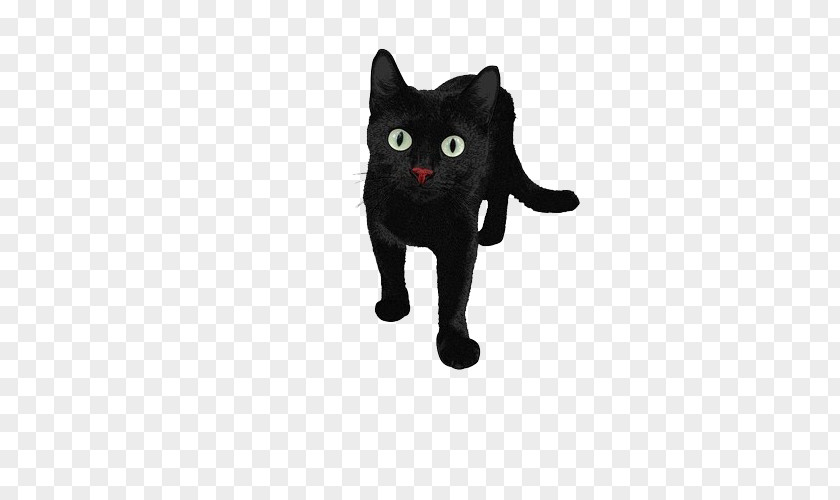 Black Cat Red Nose Persian PNG
