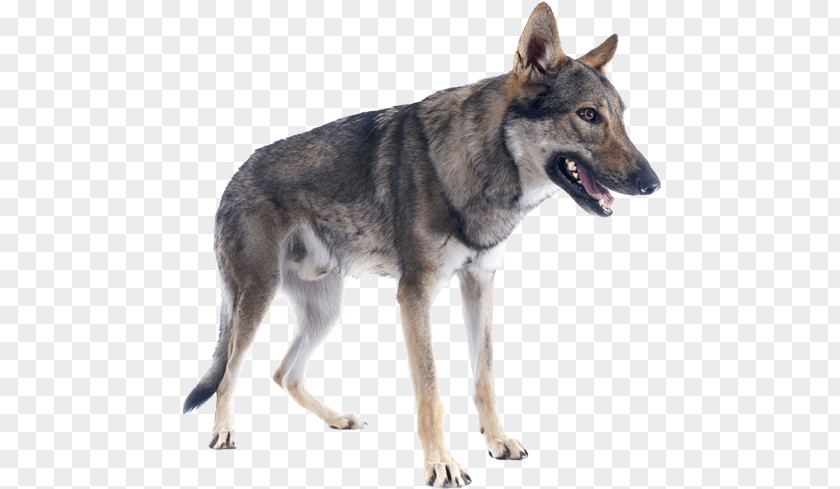 Czechoslovakian Wolfdog Saarloos Kunming Tamaskan Dog Siberian Husky PNG