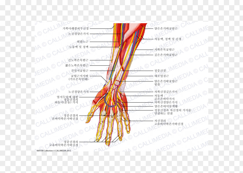 Hand Finger Nerve Blood Vessel Forearm Human Anatomy PNG