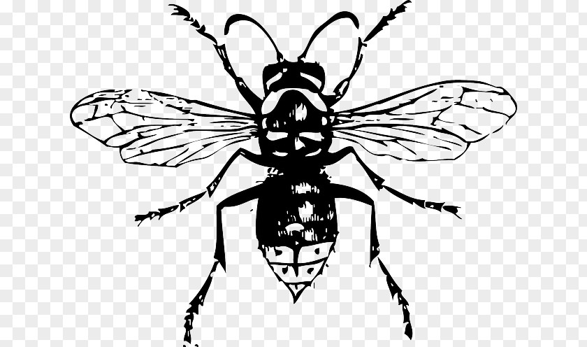 Honeybee Venom Bald-faced Hornet Bee Insect Clip Art PNG