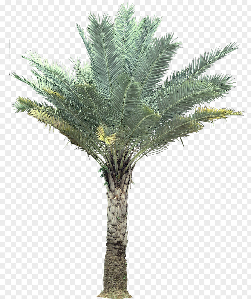 Palm Tree Silver Birch Arecaceae Coconut PNG
