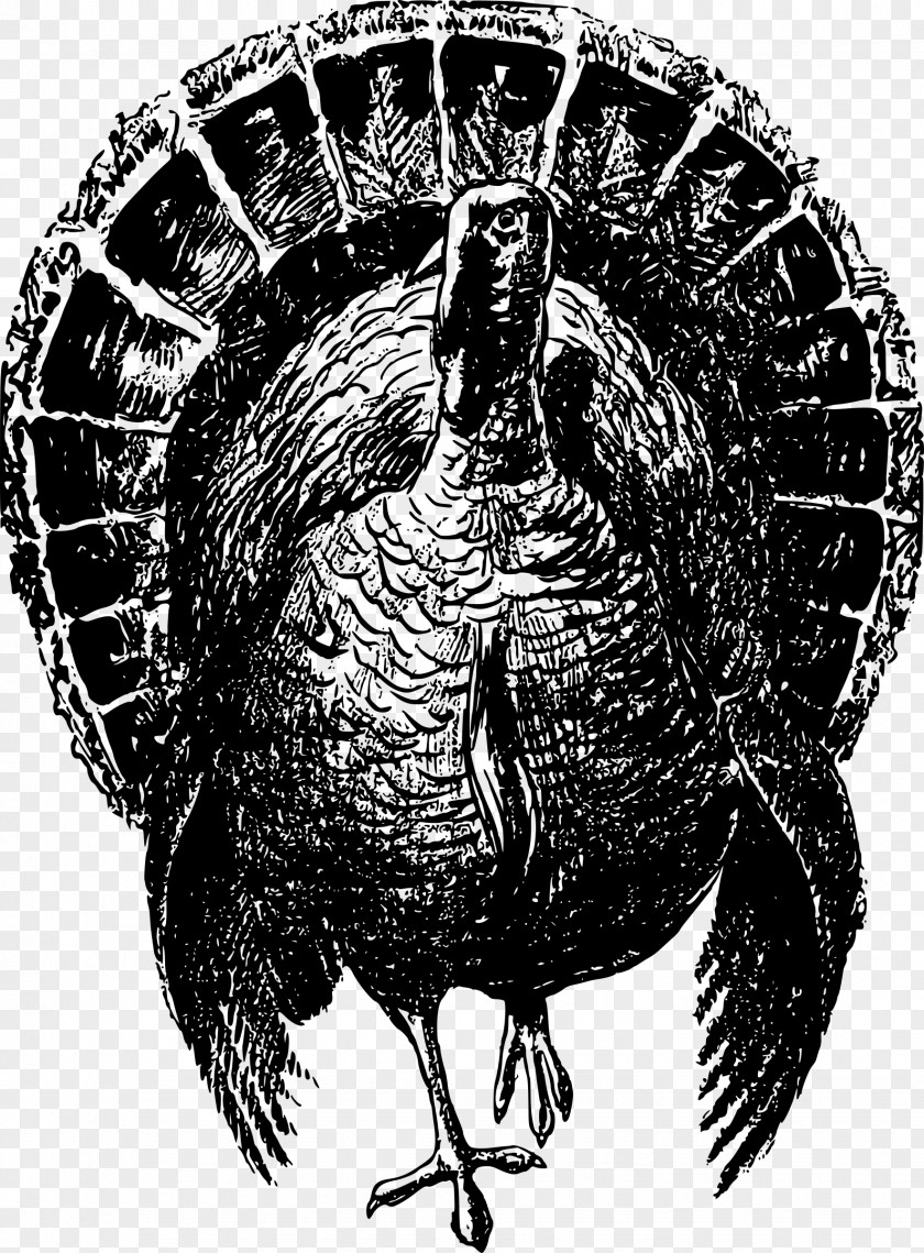 Turkey Bird Nobel Prize Thanksgiving Peace Clip Art PNG