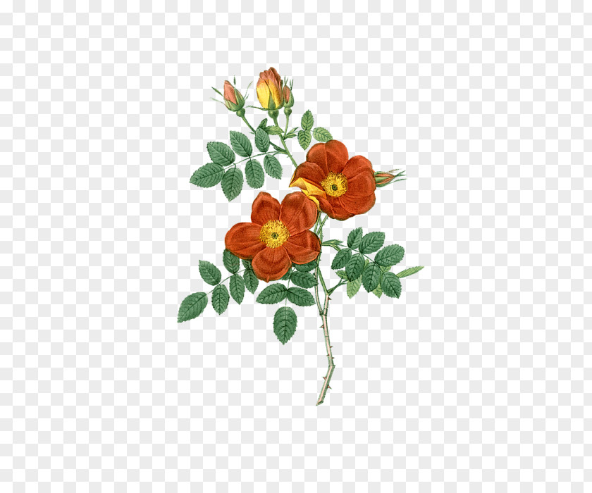 Flower Roses Austrian Briar Sweet-Brier Botany PNG