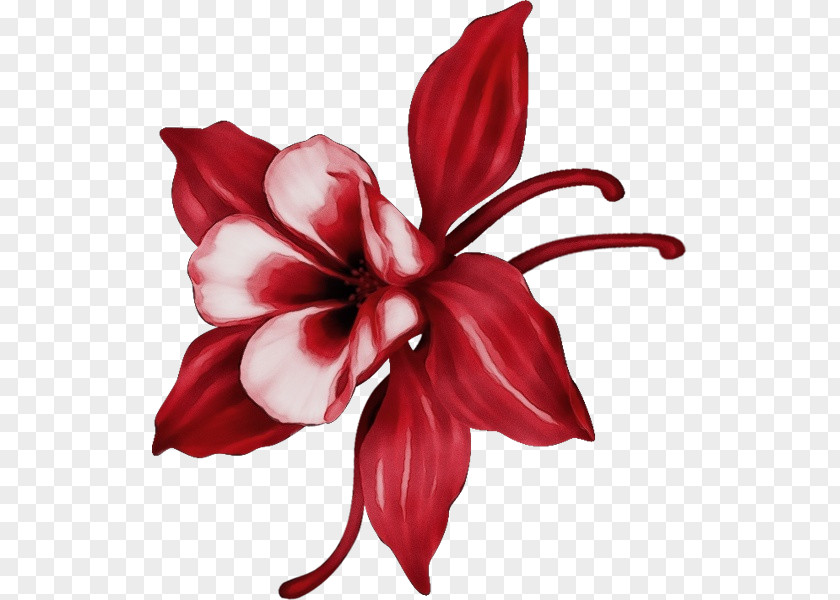 Lily Hibiscus Red Flower Petal Plant Flowering PNG