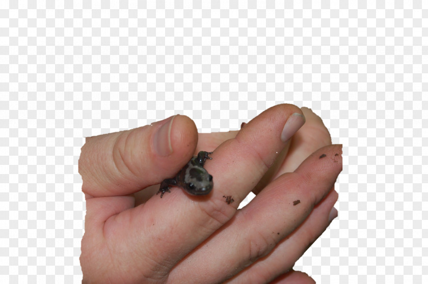 Salamander Red-backed Finger Scorpion Animal PNG