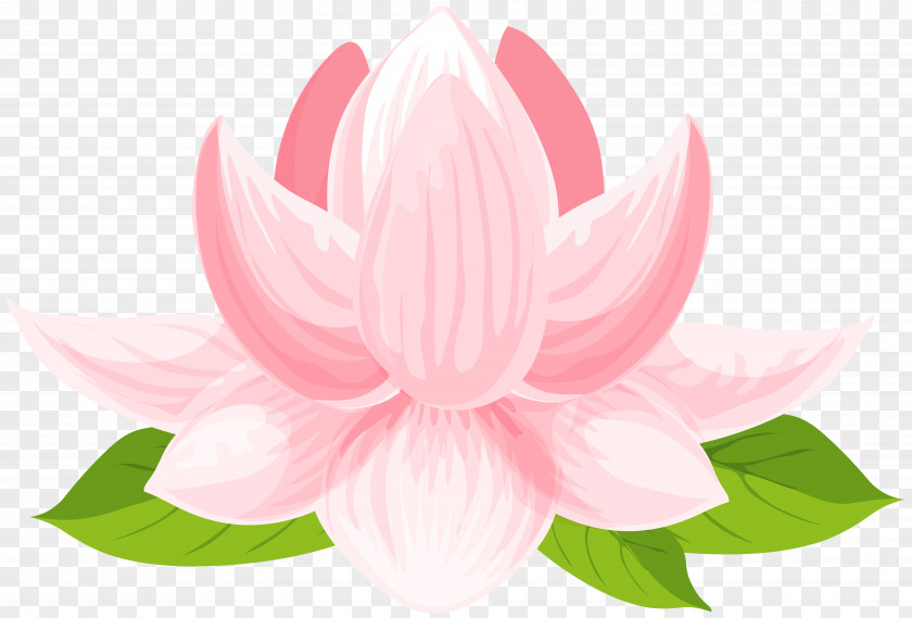 Water Lily Sacred Lotus Clip Art Image Vector Graphics PNG