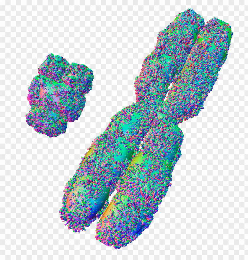 X Chromosome XY Sex-determination System Y PNG chromosome sex-determination system chromosome, effect map, multicolored illustration clipart PNG