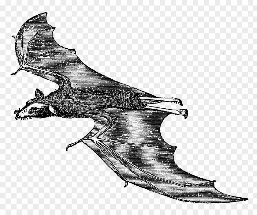 Bat Vampire Mammal Clip Art PNG