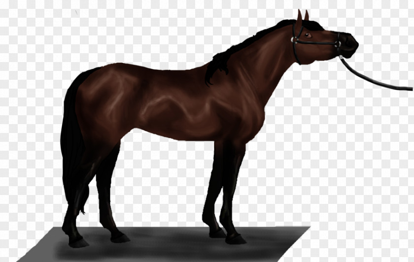 Mustang Stallion Mare Rein Pony PNG