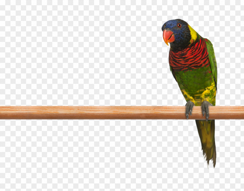 Parrot Budgerigar Ornate Lorikeet Rainbow Macaw PNG