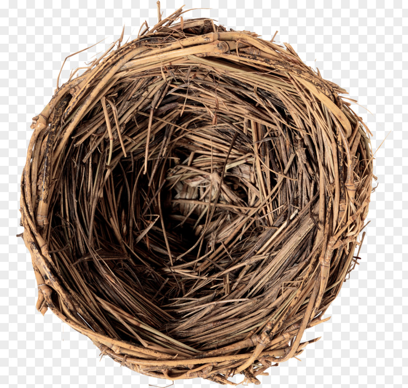 Bird Nest Edible Bird's Egg PNG