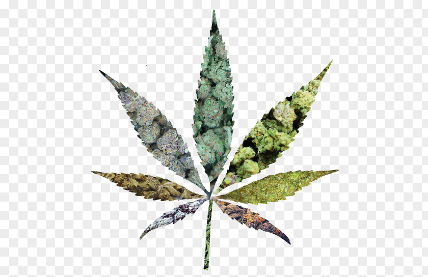 Cannabis Medical Cannabidiol Legalization Marijuana PNG