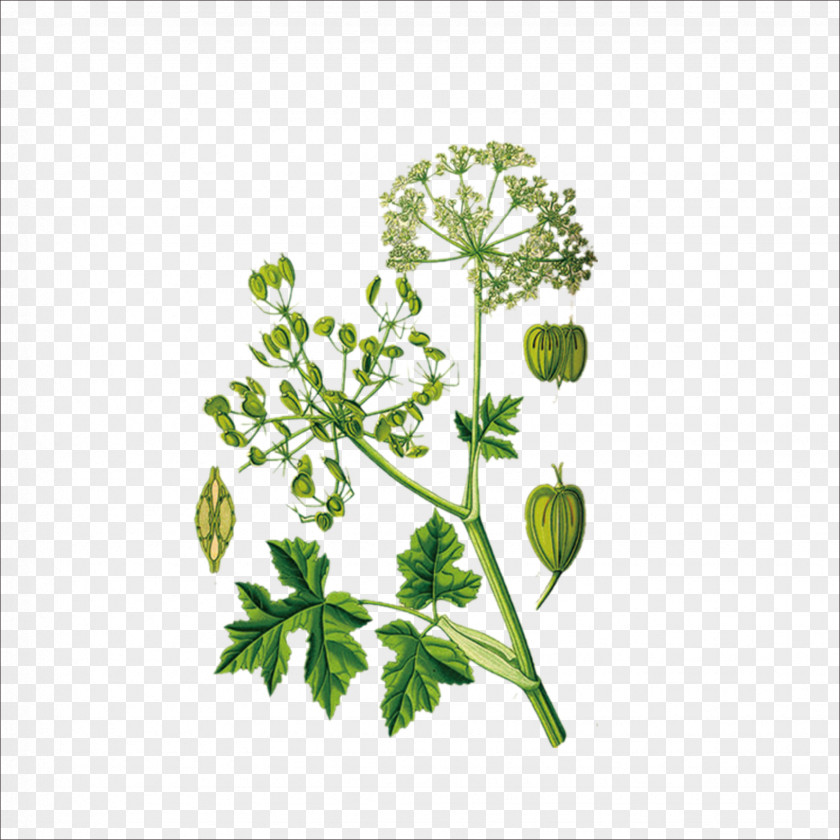 Herbs Heracleum Persicum Giant Hogweed Maximum Iranian Cuisine PNG
