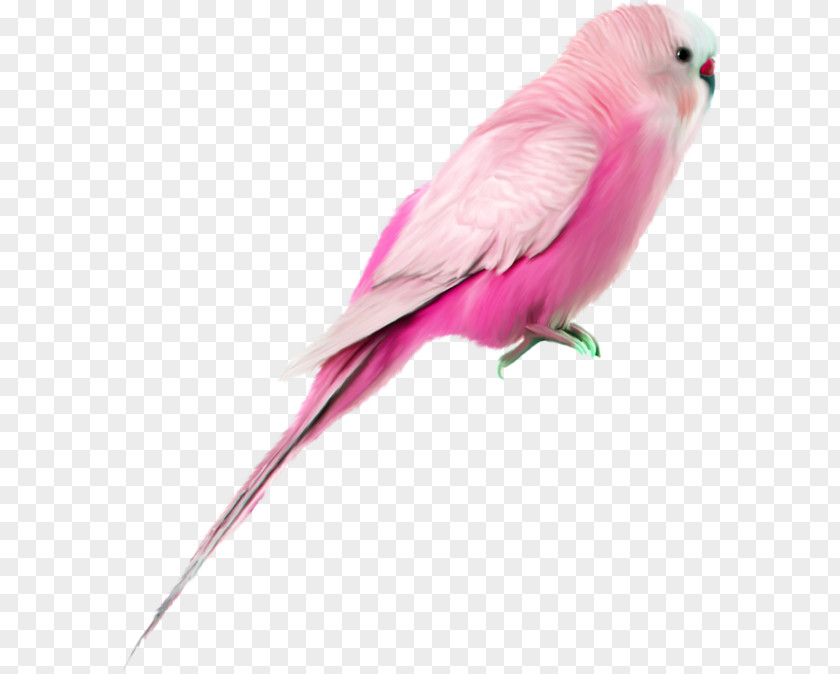 Parrot Bird Clip Art PNG