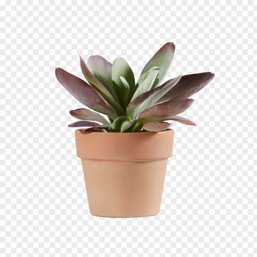 Flower Houseplant Flowerpot PNG