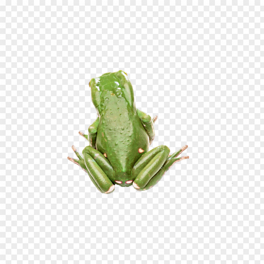 Green Frog Tree Amphibian Toad PNG