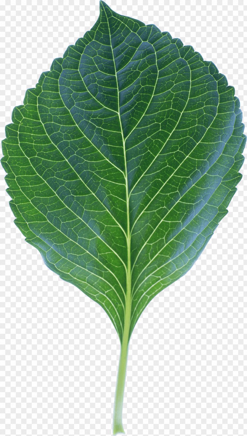 Leaves Leaf Plant Stem PNG