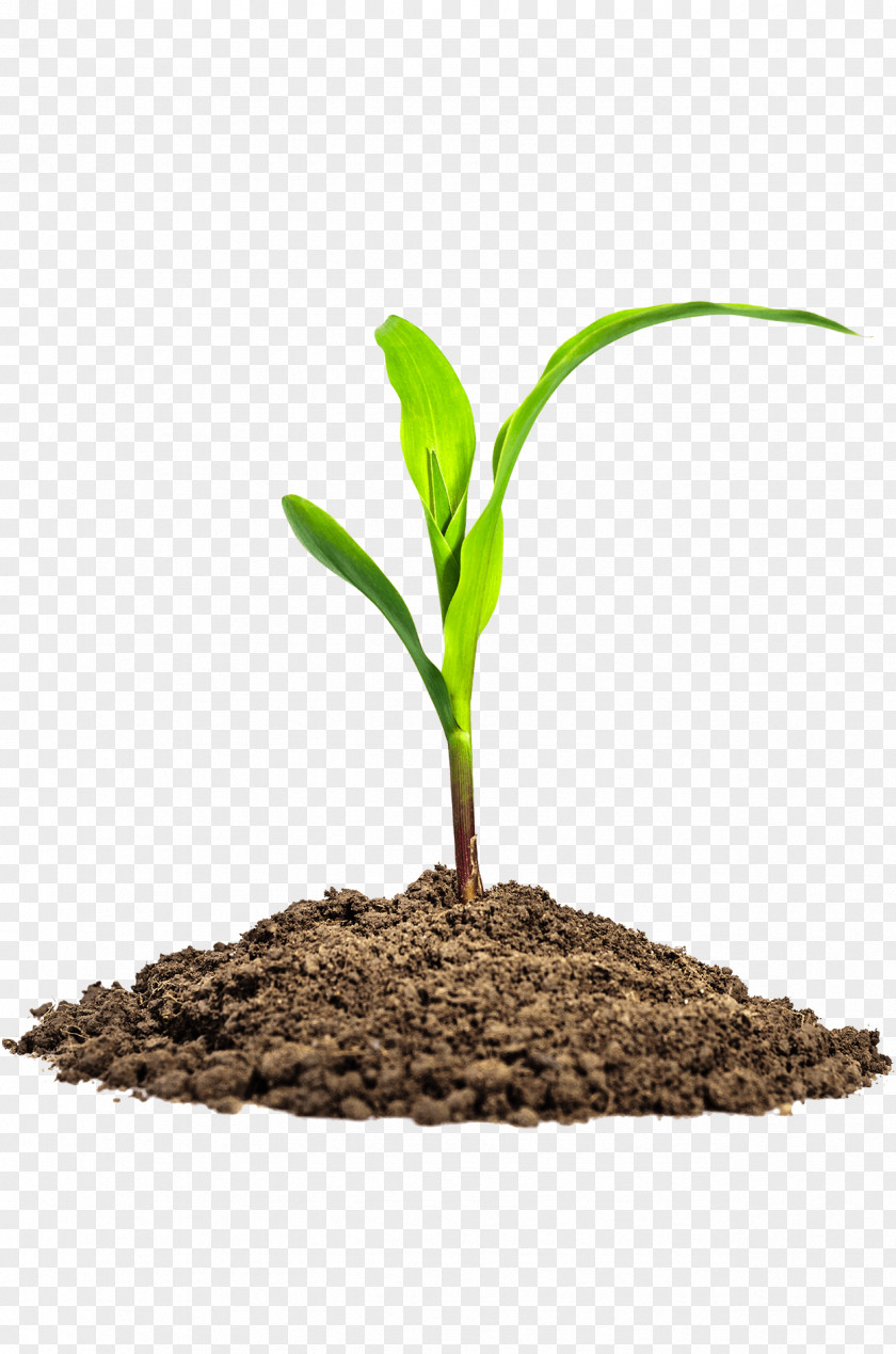 Plant Maize Seedling Baby Corn Stock Photography PNG