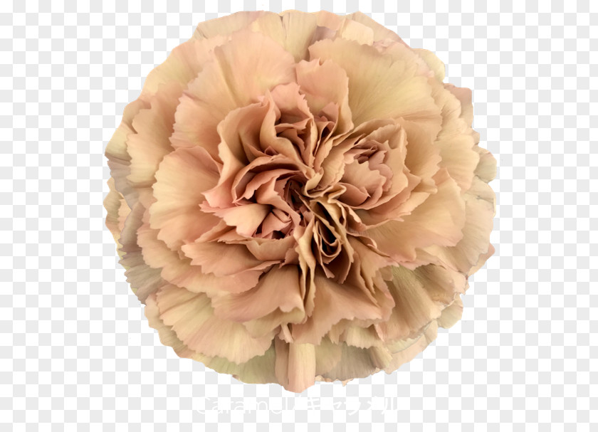 Rose Carnation Cut Flowers Pink PNG