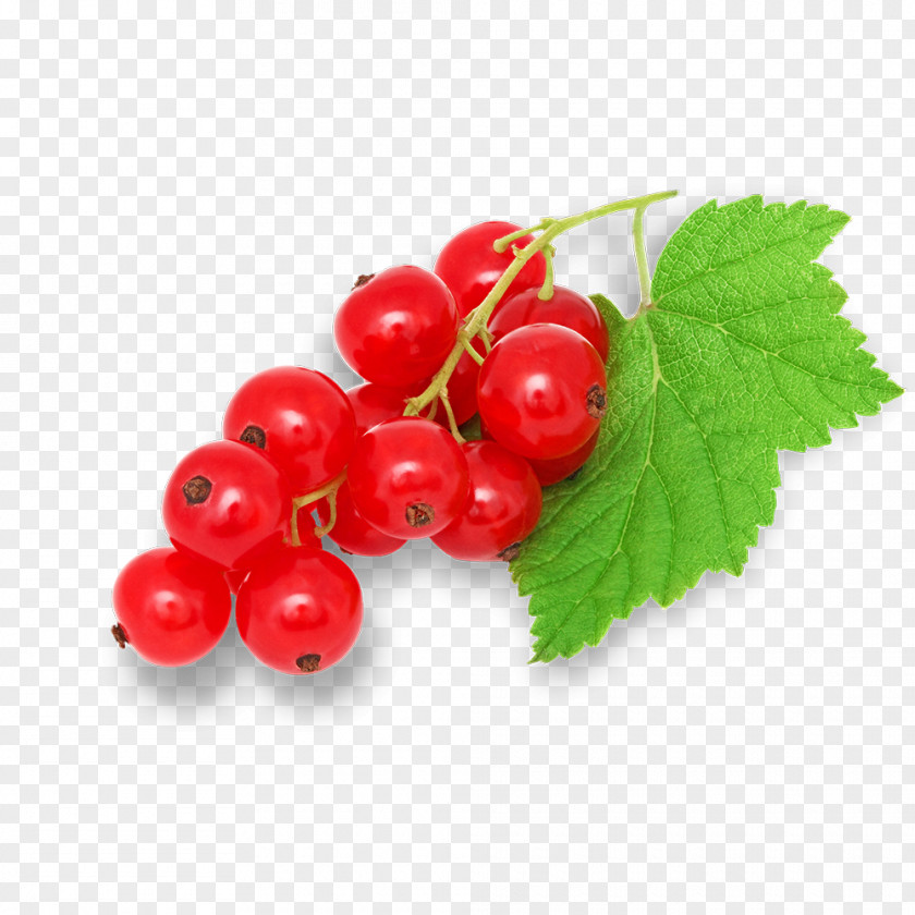 Flower Cranberry Berry Currant Plant Fruit Leaf PNG