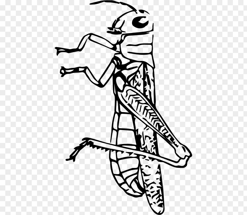 Insect Black And White Grasshopper Clip Art PNG