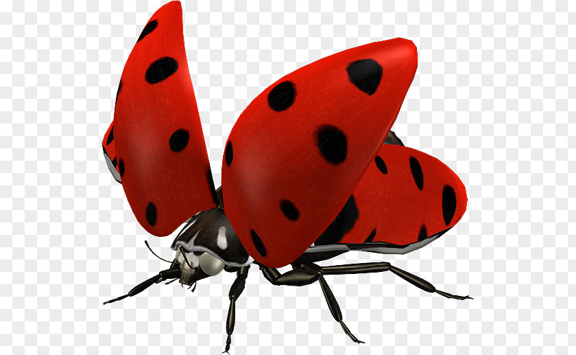 Ladybug Ladybird Insect Clip Art PNG