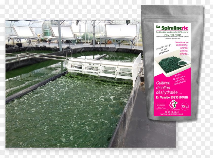 Photocopie Water Resources Spirulina Market PNG