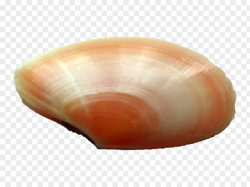 Seashell Cockle Clam Veneroida Tellina Grooved Carpet Shell PNG