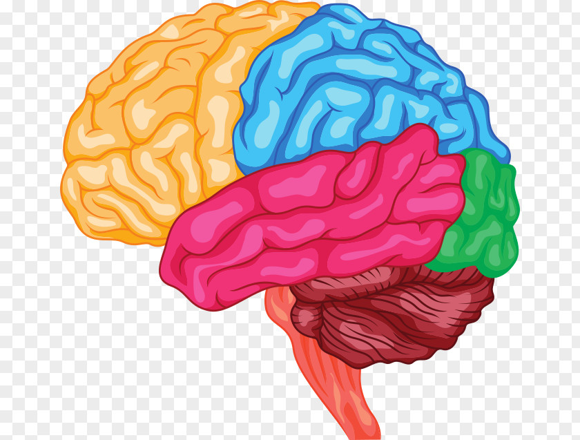St. Vector Human Brain Anatomy Brainstem Cerebrum PNG