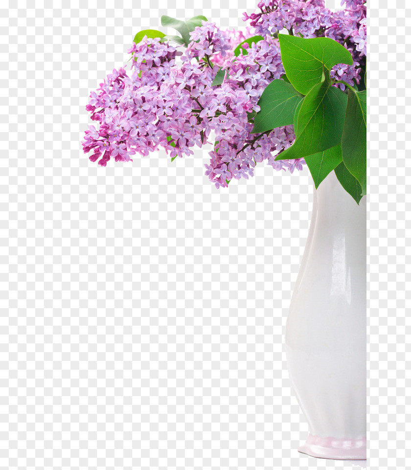 Lilac Flower Purple Stock Photography PNG