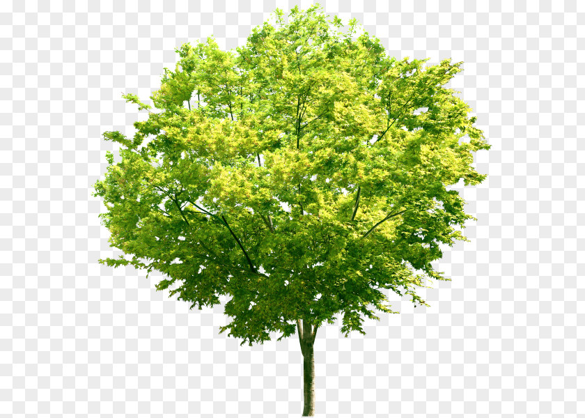 Tree Branch PNG