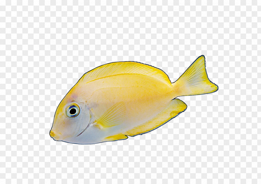 Colorful Fish Angelfish Yellow Red PNG