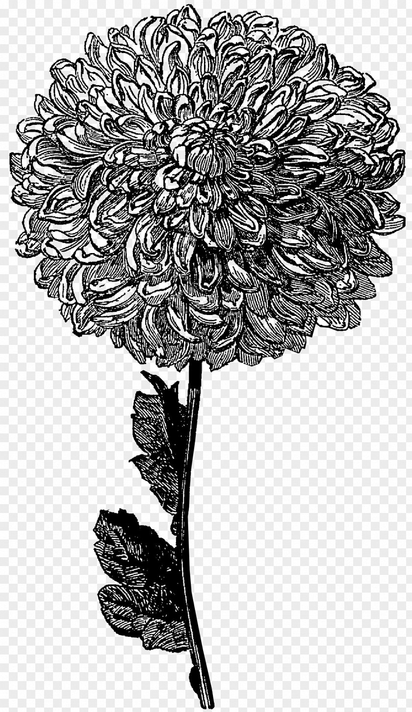 Gray Flowers Cliparts Flower Drawing Black And White Clip Art PNG