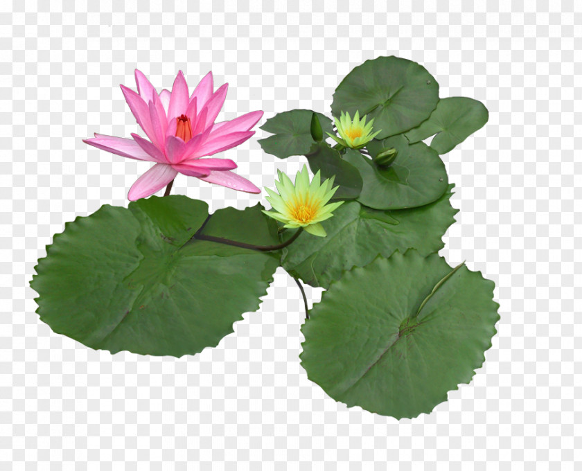 Lotus Nymphaea Alba Pygmy Water-lily Texture Mapping Plant PNG