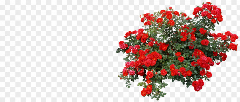 More Rose Shrub Clip Art PNG