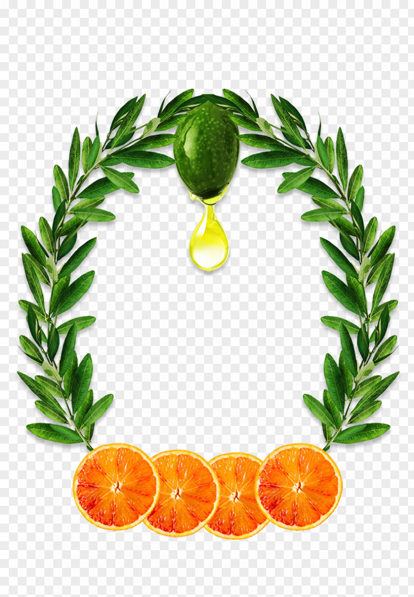 Olive Oil Leaf Extract PNG