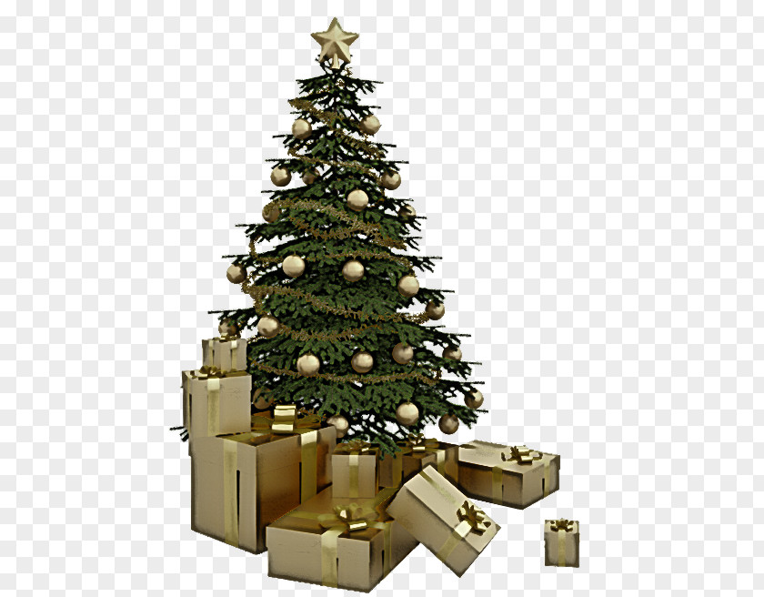 Pine Fir Christmas Tree PNG