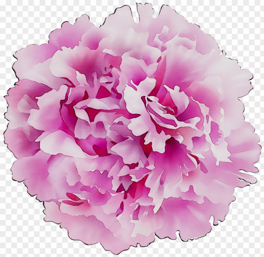 Carnation Cut Flowers Floral Design Flower Bouquet PNG