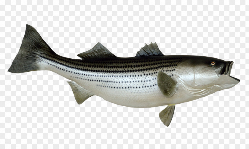 Fishing Striped Bass Stock Photography PNG