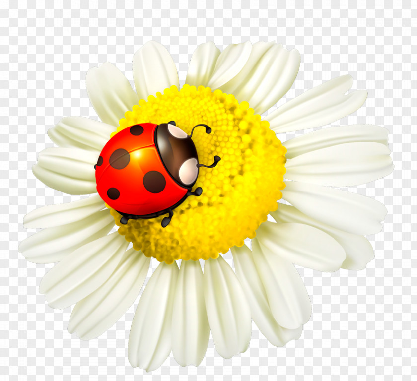 Flower Ladybird Beetle Insect Clip Art PNG