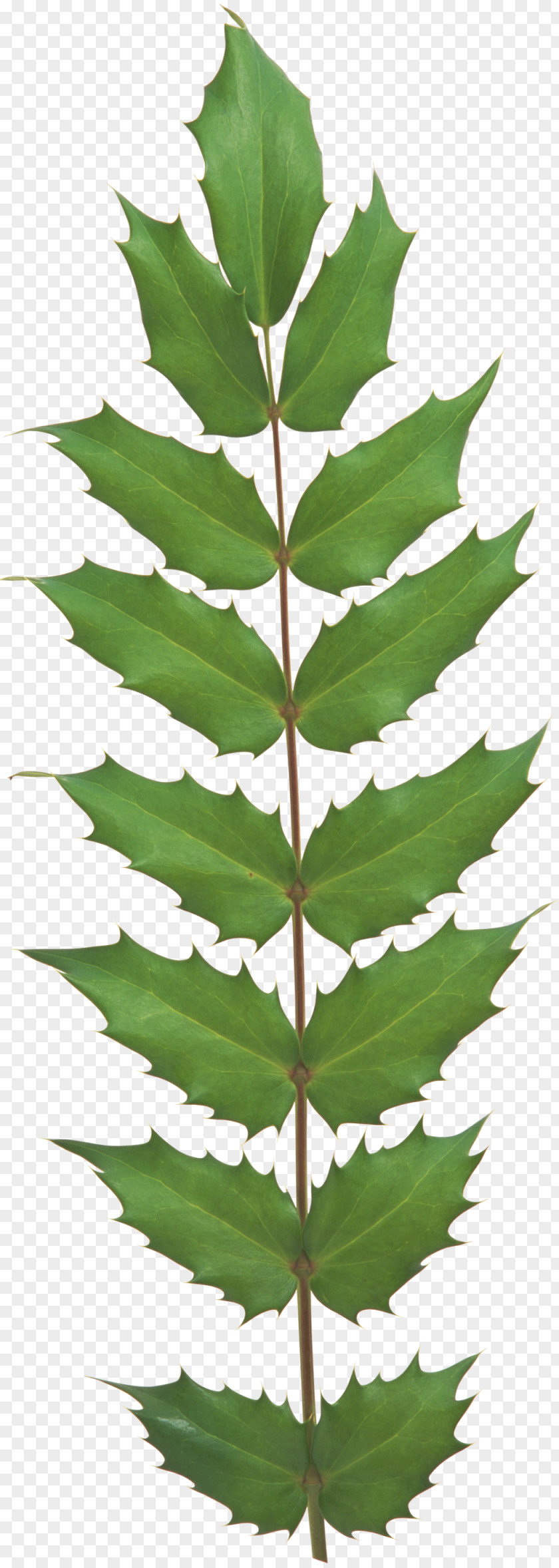 Leaf Evergreen Plant Stem Tree Vascular PNG