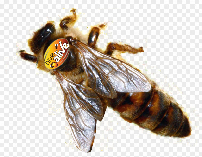 Queen Bee Honey Hornet Sting PNG