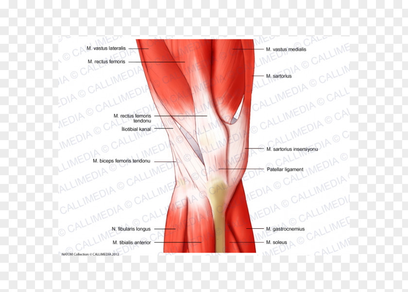 Rectus Femoris Muscle Muscular System Knee Human Anatomy PNG