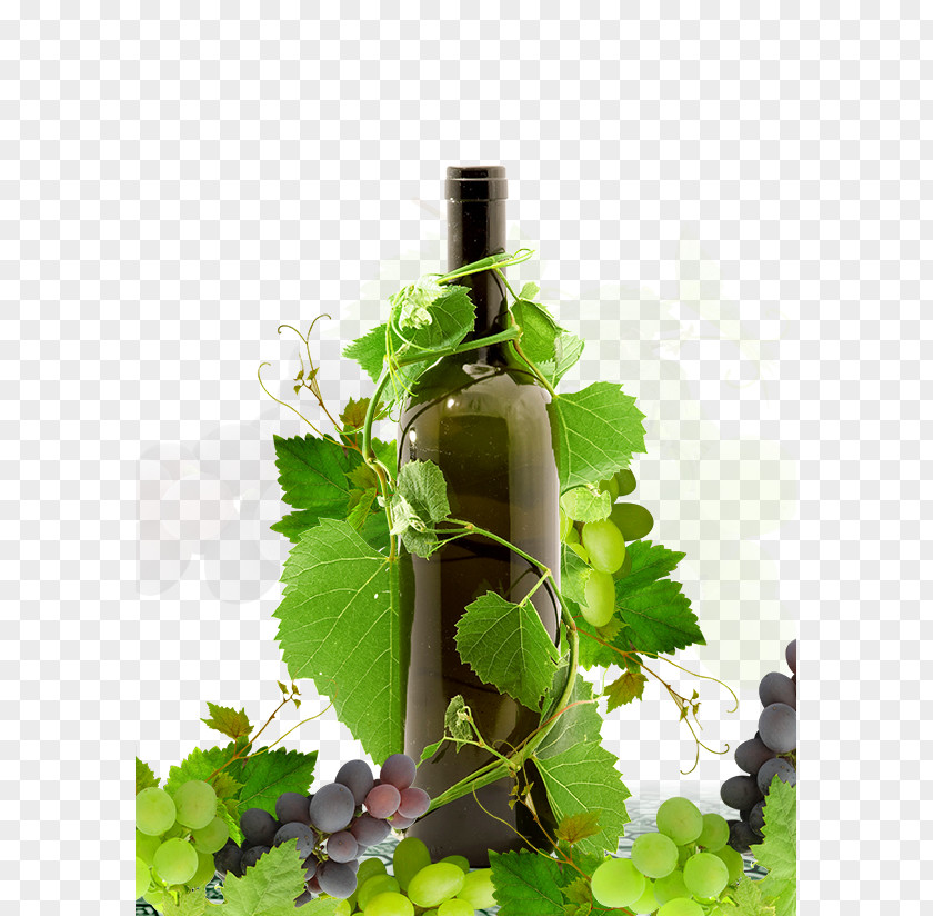 Red Wine Grape PNG